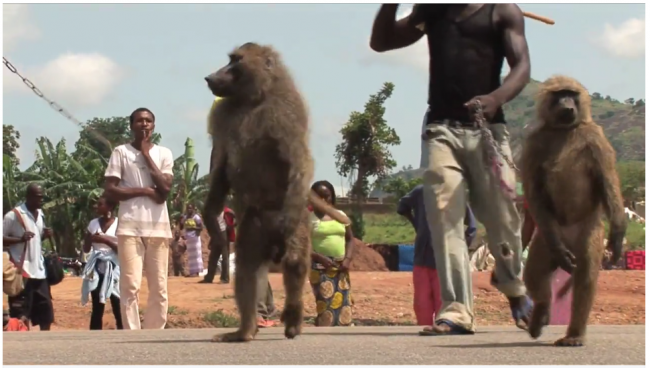 monkey-business-nigeria