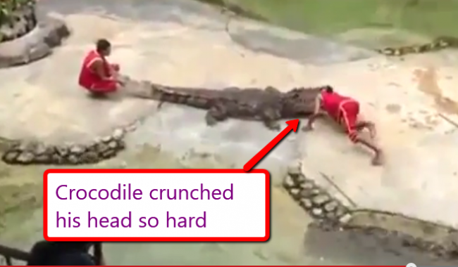 crocodile2-naijanetwork
